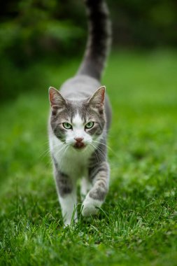 Genç tekir kedi doğada yürüyor. Kameraya bakıyor.