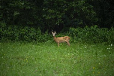 Roebuck ormanın kenarında.