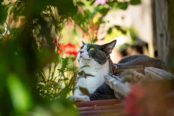 Kucing Abu Abu Latar Belakang Alam Melihat Kamera — Stok Foto
