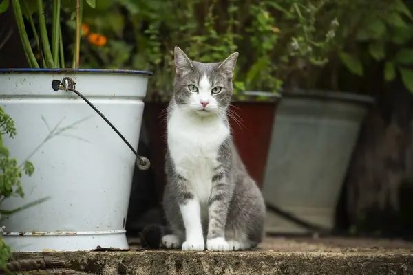 Kucing Muda Duduk Teras — Stok Foto