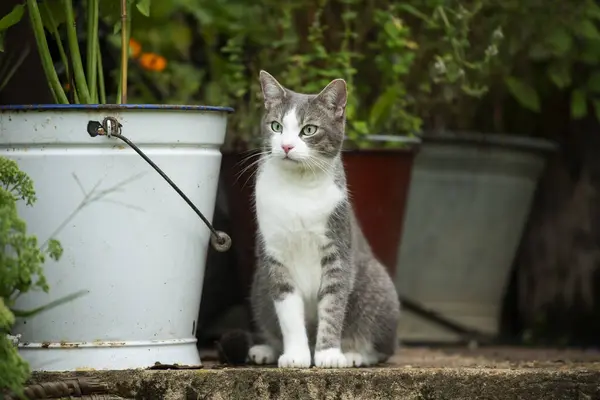 Kucing Muda Duduk Teras — Stok Foto