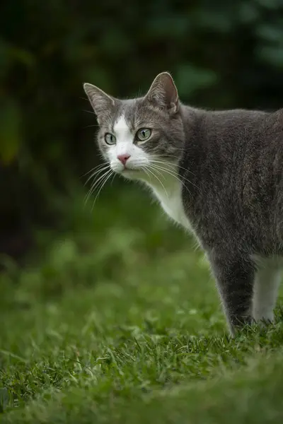 Kucing Muda Alam Terlihat Kejauhan — Stok Foto
