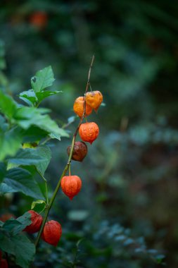Doğada Physalis alkekengi
