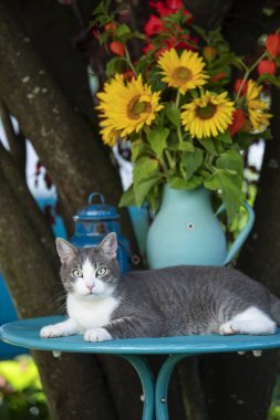 Bahçe masasındaki sevimli kedi kameraya bakıyor.