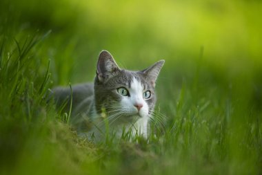Çayırda yatan sevimli, genç bir kedi ve uzaklara bakıyor.