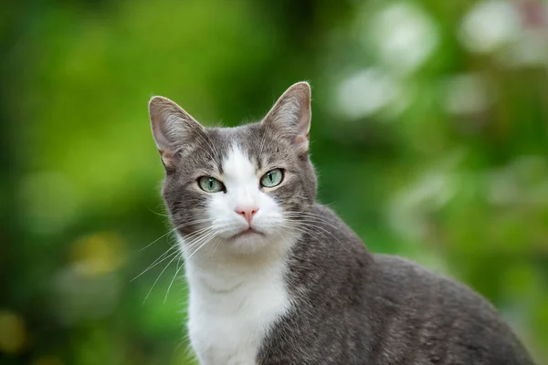 Kucing Tabby Latar Belakang Alam — Stok Foto