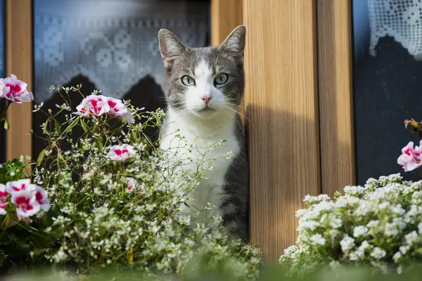 Kucing Tabby Keluar Dari Jendela — Stok Foto