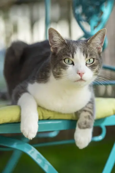 Kucing Lucu Kursi Taman Melihat Kamera — Stok Foto