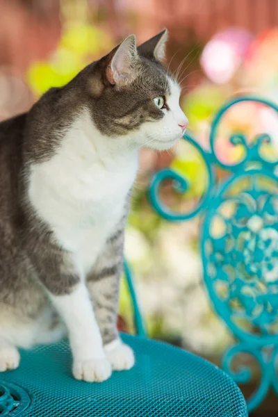 แมวน กบนโต ะสวน มองไปท — ภาพถ่ายสต็อก