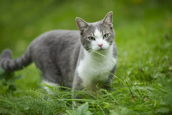 Kucing Tabby Lucu Taman — Stok Foto
