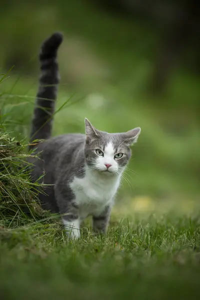 Kucing Tabby Lucu Berjalan Taman — Stok Foto