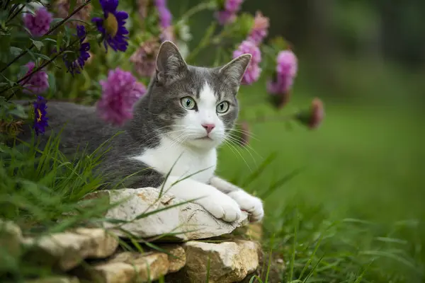 Kucing Muda Yang Manis Diantara Bunga — Stok Foto