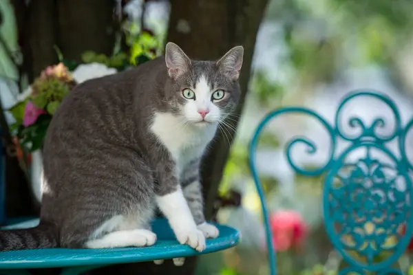 Kucing Lucu Atas Meja Kebun Terlihat Kamera — Stok Foto