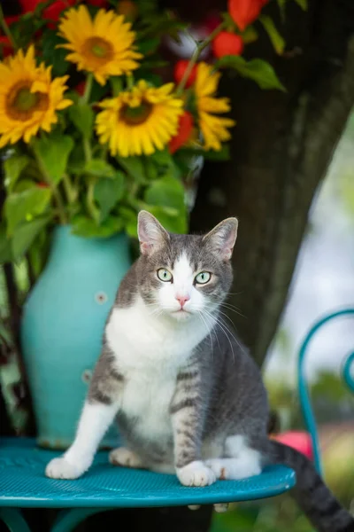 Cute cat on a garden table looks to the camera