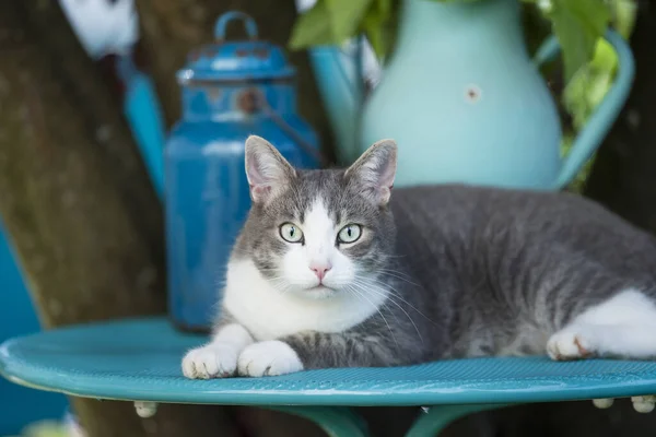 Cute cat on a garden table looks to the camera