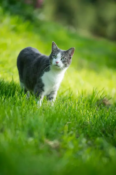 Kucing Muda Yang Lucu Berdiri Padang Rumput Dan Melihat Kamera — Stok Foto