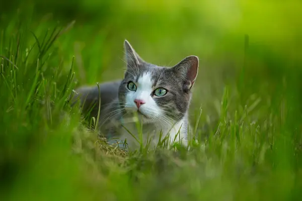 Kucing Muda Yang Lucu Berbaring Padang Rumput Dan Melihat Kejauhan — Stok Foto