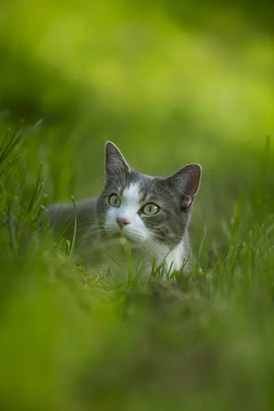 Kucing Muda Yang Lucu Berbaring Padang Rumput Dan Melihat Kejauhan — Stok Foto
