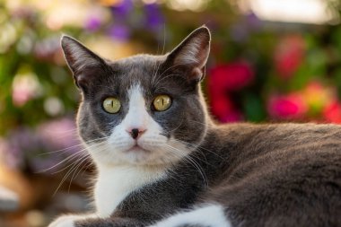 Bahçede yatan kedi