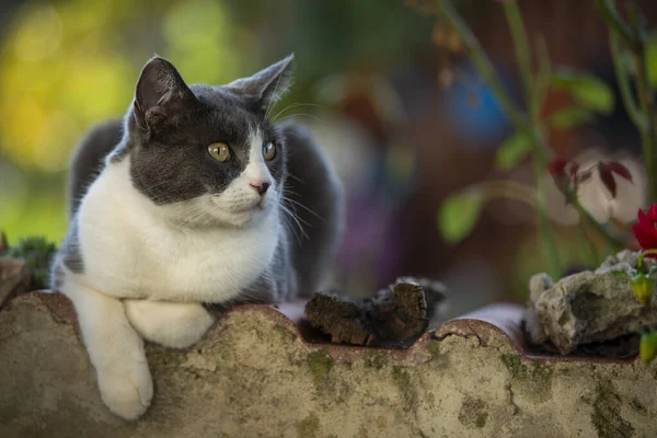 Graue Und Weiße Katze Liegt Auf Einer Gartenmauer lizenzfreie Stockbilder