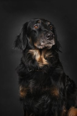 Hovawart köpeği siyah arka planda tek başına oturuyor.