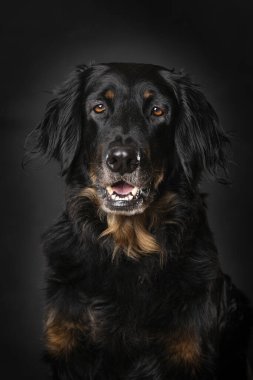 Hovawart köpeği siyah arka planda tek başına oturuyor.