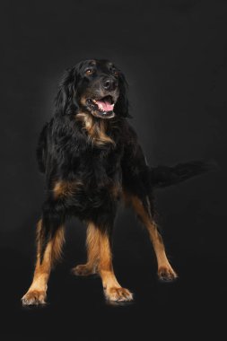 Hovawart köpeği siyah arka planda tek başına duruyor.