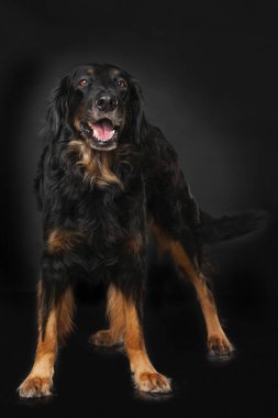 Hovawart köpeği siyah arka planda tek başına duruyor.