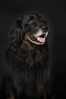 Hovawart köpeği siyah arka planda tek başına oturuyor.