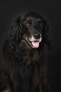 Hovawart köpeği siyah arka planda tek başına oturuyor.