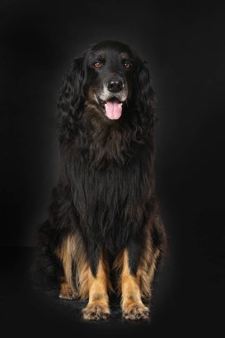 Hovawart köpeği siyah arka planda tek başına oturuyor.