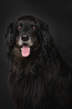 Hovawart köpeği siyah arka planda tek başına oturuyor.