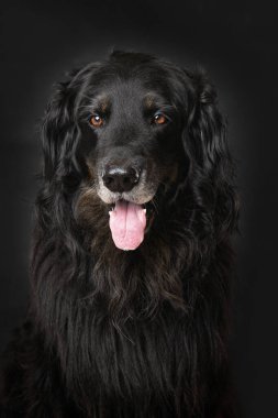 Hovawart köpeği siyah arka planda tek başına oturuyor.