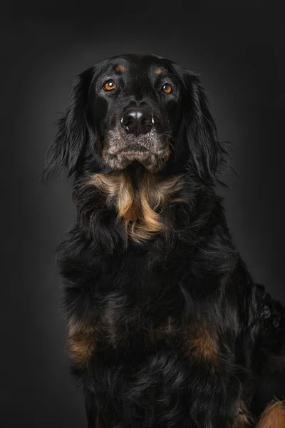Hovawart Hund Sitzt Isoliert Auf Schwarzem Hintergrund lizenzfreie Stockbilder