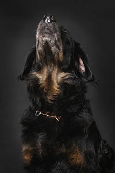 Hovawart Hund Sitzt Isoliert Auf Schwarzem Hintergrund Stockbild