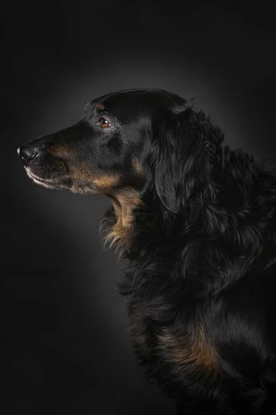Hovawart Hund Sitzt Isoliert Auf Schwarzem Hintergrund Stockfoto