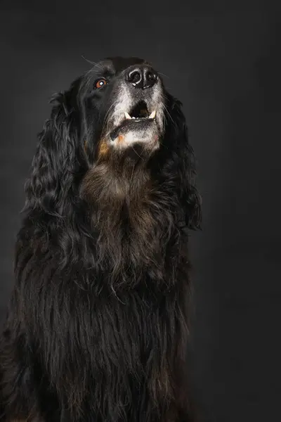 Hovawart Hund Sitzt Isoliert Auf Schwarzem Hintergrund Stockbild