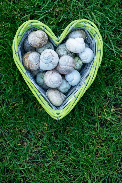 Empty Snail Shells Heart Shaped Basket Meadow Background Stock Image