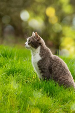 Cute cat sitting in a meadow and looks around clipart