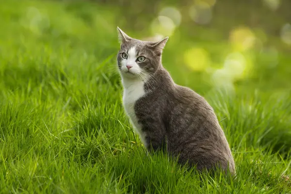 초원에서 귀여운 고양이는 주위를보고 스톡 사진