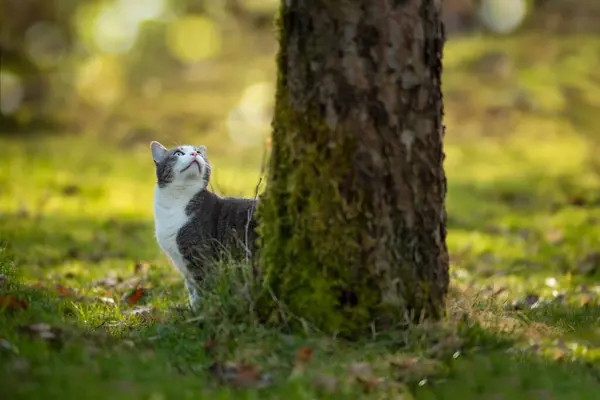 Кіт Під Деревом Осінній Природі Ліцензійні Стокові Фото