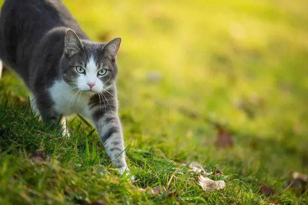 Кішка Гуляє Осінній Природі Ліцензійні Стокові Фото