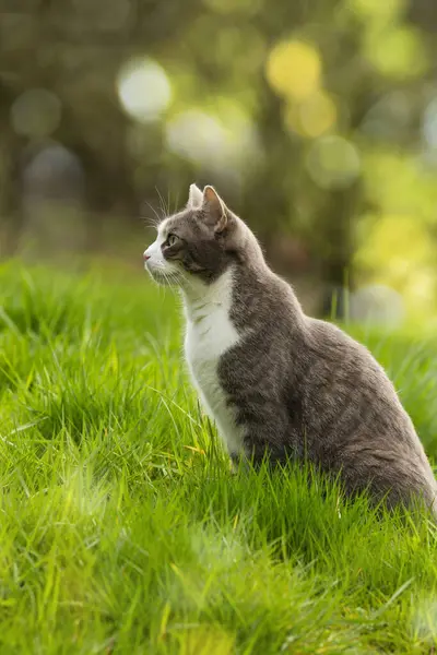 Niedliche Katze Sitzt Auf Einer Wiese Und Schaut Sich Stockfoto