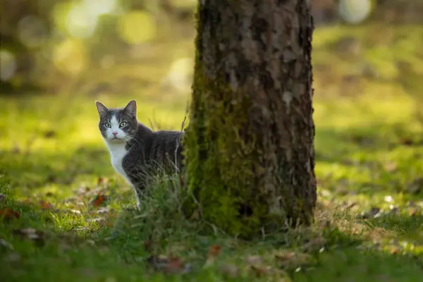 秋の自然の中で木の下で猫 ストック画像