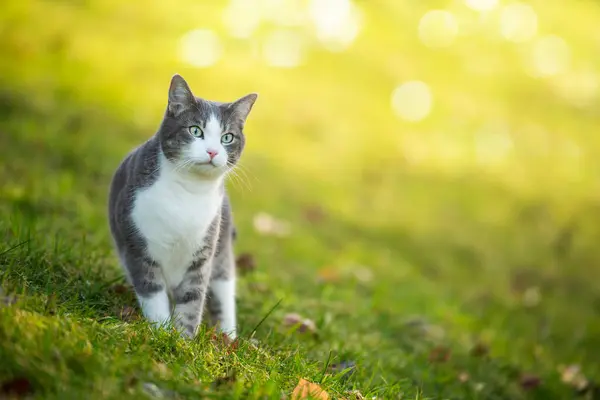 Katze Steht Der Herbstlichen Natur lizenzfreie Stockfotos