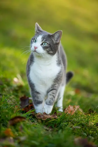 秋の自然の中で立っている猫 ストックフォト