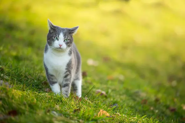 秋の自然の中で立っている猫 ロイヤリティフリーのストック画像