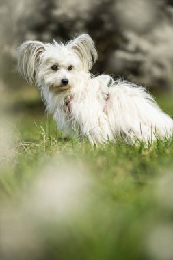 Bahar çiçekleri olan sevimli beyaz köpek.