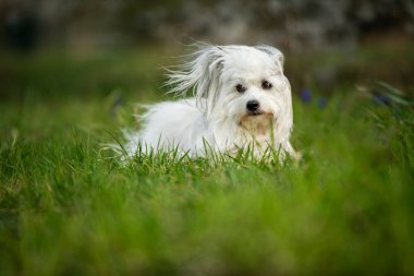 Çayırda yatan sevimli beyaz köpek.