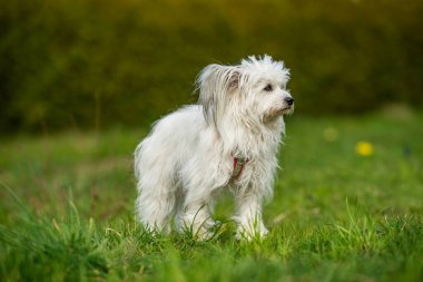 Çayırdaki şirin beyaz köpek yan tarafa bakıyor.